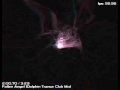 Fallen Angel [Dolphin Trance Club Mix] - DJ Trancer