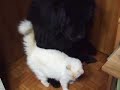 dog-cat-two-love-.html