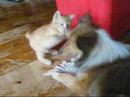 Lassie dog And Gwin cat Play like the Best Of Friends