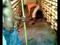 videos de Incubadora caribe