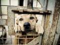 videos de The American Pit Bull Terrier