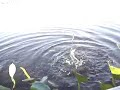 Dettmers Diving no Pantanal.