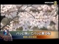 桜京美