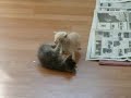 Kitten Surprise 2 (Cat Throw Up) How to break up a cat fight