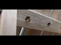 Red Mason Bee, Osmia Rufa, Rosse Metselbij; a pair building nest 4 Red Mason Bee, Osmia Rufa, Rosse Metselbij; a pair building nest 4