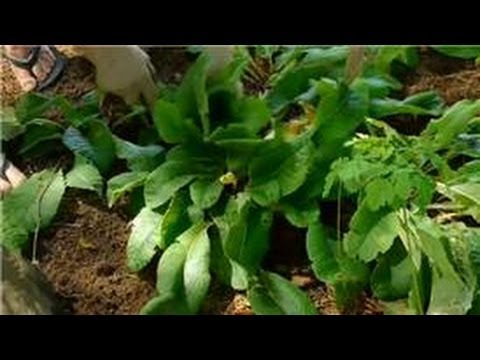 how to replant perennials