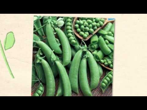 how to fertilize primroses