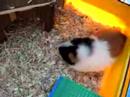 Mijn cavia: Nena