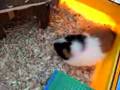 Mijn-cavia-Nena