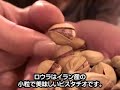 小粒で美味しいピスタチオ「ロウラ」 小粒で美味しいピスタチオ「ロウラ」