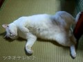 ラッキーダンス2007♪