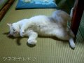 ラッキーダンス2007♪
