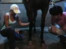 Horse Training 101