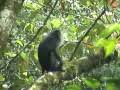 Lion Tailed  Macaque at Pudhuthottam Forest at Valparai
