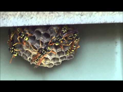 how to get rid wasps
