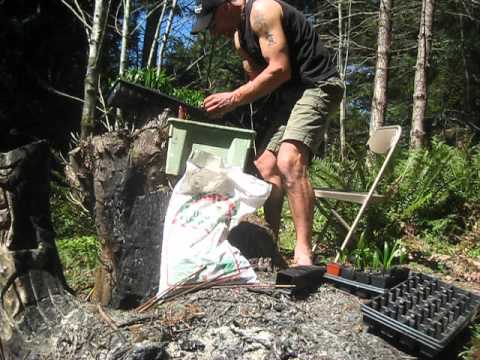 how to transplant palms