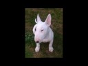 i dog cilps i dog cilps
