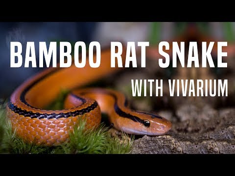YouTube reptile video