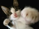 videos de Wild Cat's