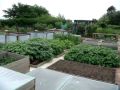 Raised Bed Allotment July 2009