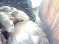 videos de toruga2