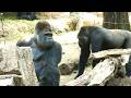 20260519 上野動物園　ニシゴリラ　ハオコに遊んでもらいたそうなリキくん　長ネギを食べるスモモちゃん　11時過ぎの第一放飼場
