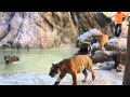 Tigers playing wildly at the Tiger Temple, Kanchanaburi,Thailand