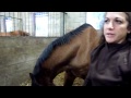 Préparation Du Cheval Avant Le Test Vidéo : Marc Rossi
