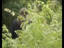 Bande Annonce Operation Knacki : Episode 2