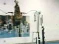 Inverted PullUps