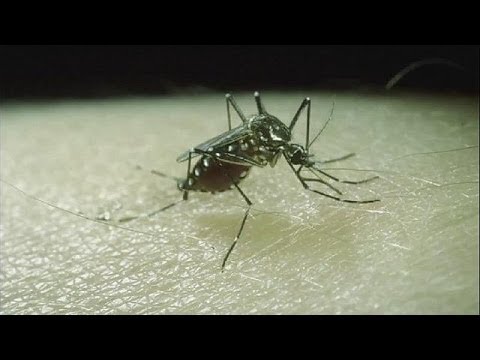 how to isolate wolbachia