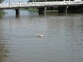 RC Decoy Duck in Thailand RC Decoy Duck in Thailand