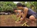 Pinky Presents: Islands at Risk: GE in Hawaii