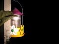 A vida Selvagem Noturna da Janela do meu Quarto!!