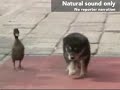 zijn eend en zijn hond