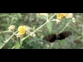 dagpauwoog op honeycomb buddleja dagpauwoog op honeycomb buddleja