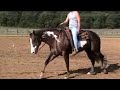 A Cajun Spirit - FOR SALE