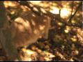 DVD「めめ一家の毎日」（竹書房）に収録されているmusic video。 「hypnosis」 music by Koji Ueno（4 bonjour's parties）