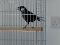 MrBufares - بلابل بو فارس 2 Garrulax (Black Throated ) singing