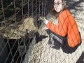 Feeding Snotty, the Pygmy Pig!