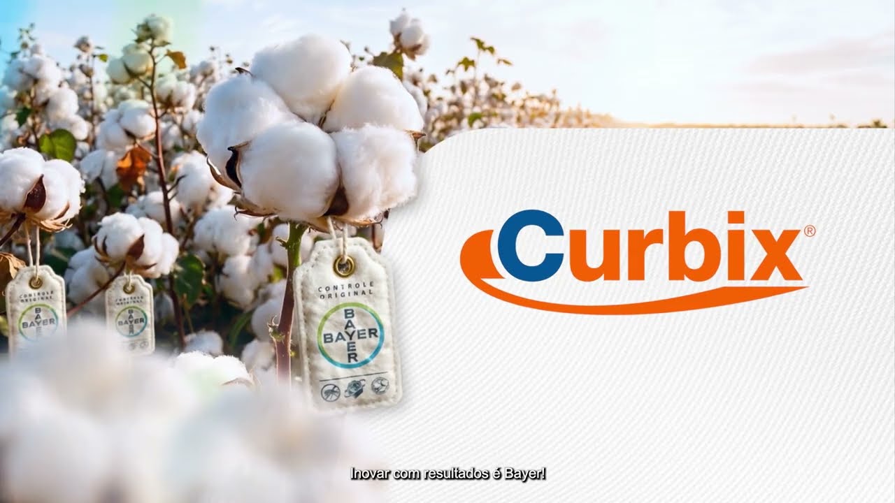 Algodão | Confira os resultados de Curbix