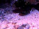 Alpheus Macrocheles