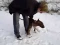Bull terrier training