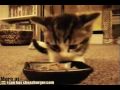 Mjam-Mjam-Kätzchen (soooooo süß!)