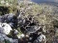 Mattinata M.Sacro Foggia Puglia Parco Gargano