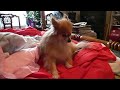 眠りイヌ動画