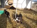Pitbull Puppies for Sale