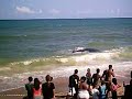 Baleia encalhada Baleia encalhada