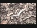 Thumbnail #2