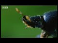 Quirky video from BBC natural history...